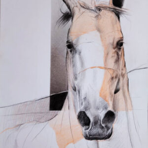 Caballo-4