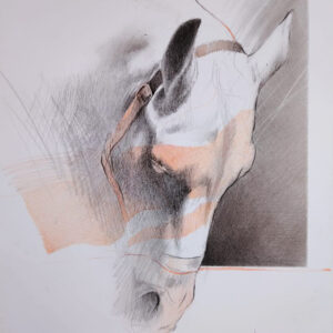 Caballo-5