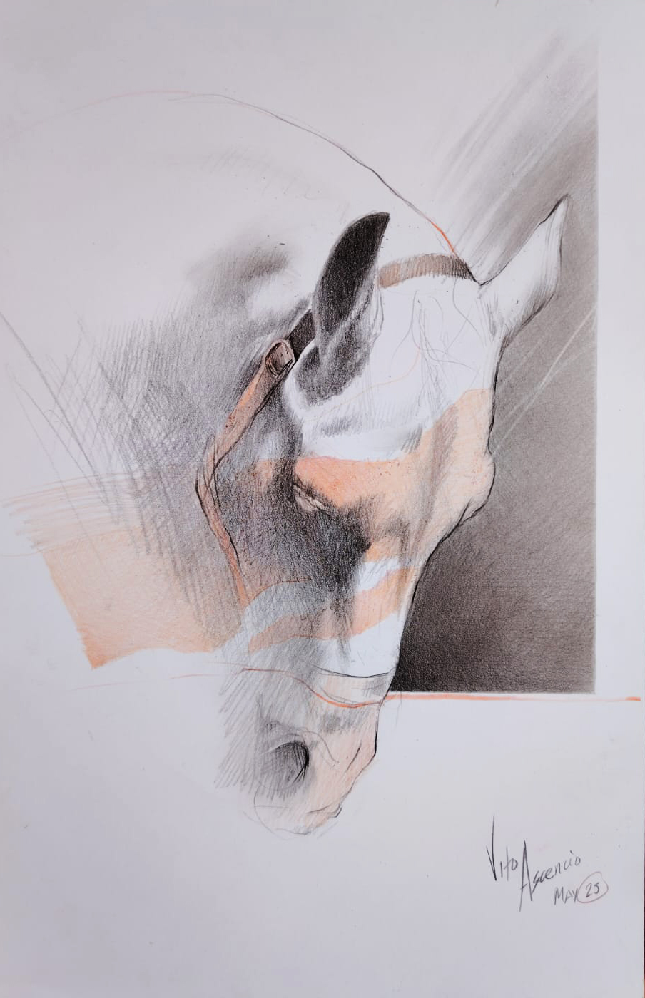 Caballo-5